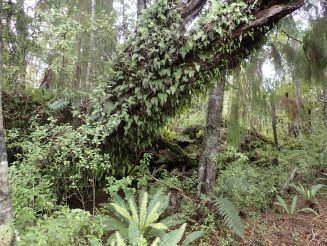 Rakiura Track