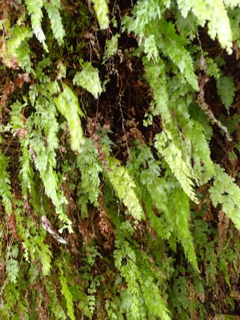 Rakiura Track