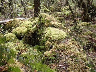 Rakiura Track