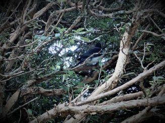 Stewart Island