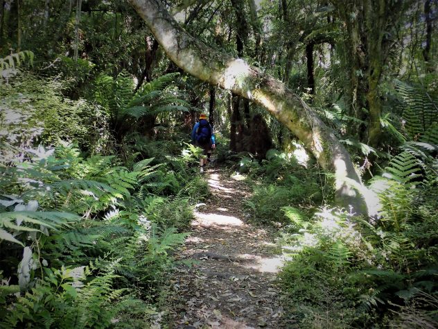 Hump Ridge Track