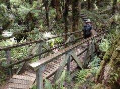 Hump Ridge Track