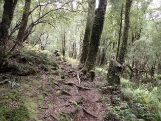 Hump Ridge Track