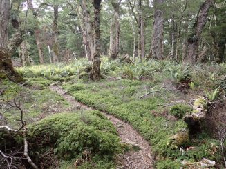 Hump Ridge Track