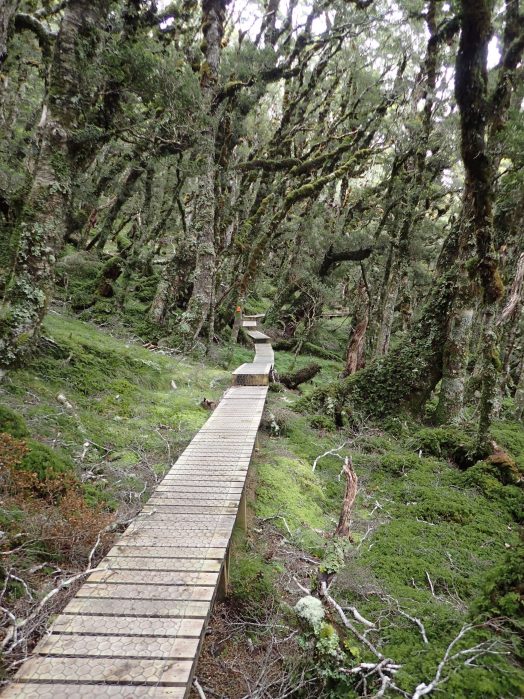 Hump Ridge Track