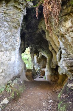 Ruakuri Walk