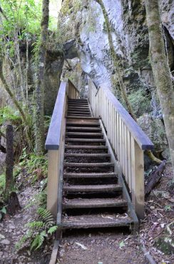 Ruakuri Walk