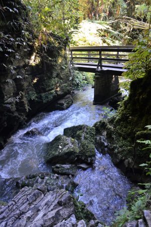Ruakuri Walk
