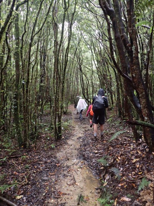 Crosbies Main Range Tramping Track