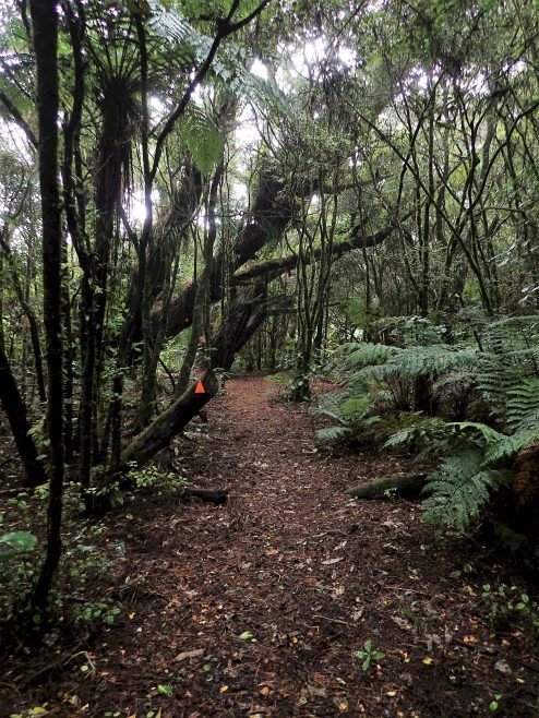 Crosbies Main Range Tramping Track