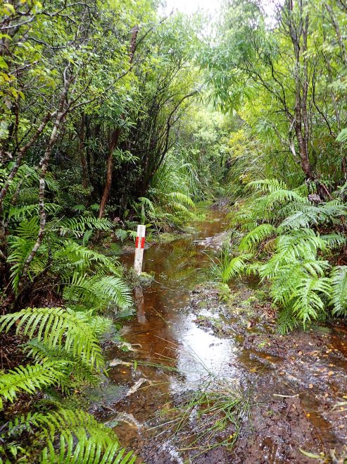 Crosbies Main Range Tramping Track