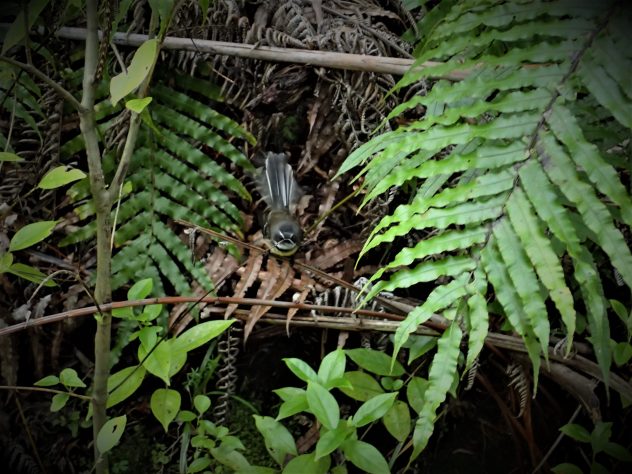 Te Puru Track