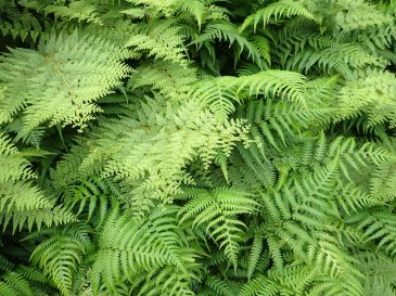 Harker Reserve